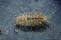 Chaetophiloscia cellaria