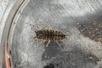 Asellus aquaticus