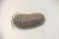 Armadillidium nasatum