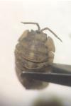 Armadillidium nasatum