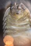 Armadillidium nasatum