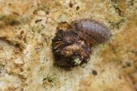 Trachelipus rathkii