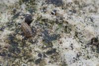 Porcellionides cingendus