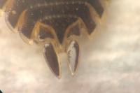 Porcellio scaber