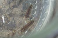Asellus aquaticus