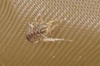 Asellus aquaticus