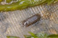 Asellus aquaticus