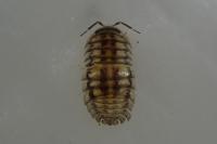 Armadillidium nasatum