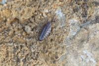 Philoscia muscorum