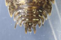 Porcellio monticola