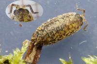 Porcellio scaber