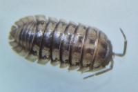 Armadillidium nasatum