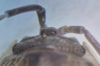 Armadillidium nasatum