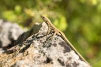 Podarcis muralis