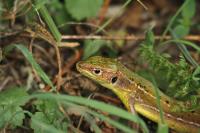Lacerta bilineata