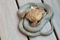 Natrix helvetica