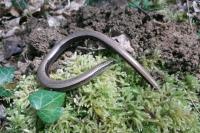 Anguis fragilis