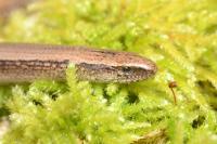 Anguis fragilis
