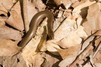 Anguis fragilis