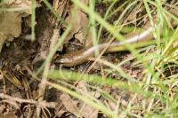 Anguis fragilis