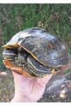 Trachemys scripta