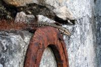 Podarcis muralis