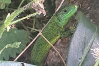 Lacerta bilineata