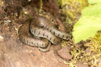 Natrix helvetica