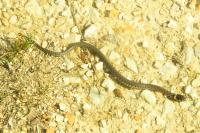 Natrix helvetica