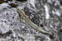 Podarcis muralis