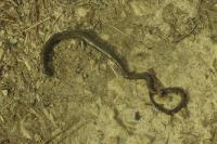 Anguis fragilis