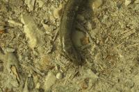 Anguis fragilis