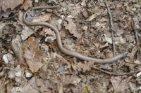 Anguis fragilis