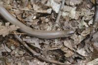 Anguis fragilis
