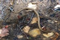 Natrix helvetica