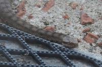 Vipera aspis