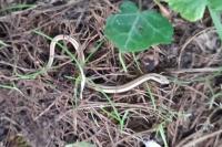 Anguis fragilis
