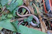 Anguis fragilis