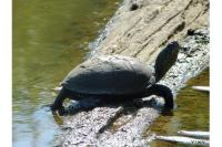Emys orbicularis