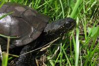 Emys orbicularis