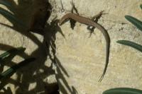 Podarcis muralis