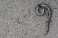 Anguis fragilis