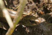 Anguis fragilis