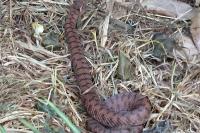 Vipera aspis