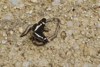 Anguis fragilis