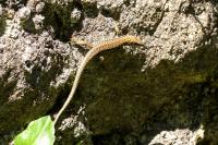 Podarcis muralis