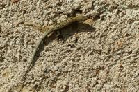 Podarcis muralis