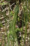 Lacerta bilineata