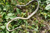 Hierophis viridiflavus