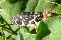 Hierophis viridiflavus